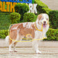 🌧️ Clear Dog Raincoat