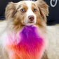 🔥Hot Sale 50% OFF🔥 Non-Toxic Pet Hair Color Dye – Temporary, Washable, 12 Colors, for Dogs & Cats 🐶