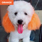 🔥Hot Sale 50% OFF🔥 Non-Toxic Pet Hair Color Dye – Temporary, Washable, 12 Colors, for Dogs & Cats 🐶
